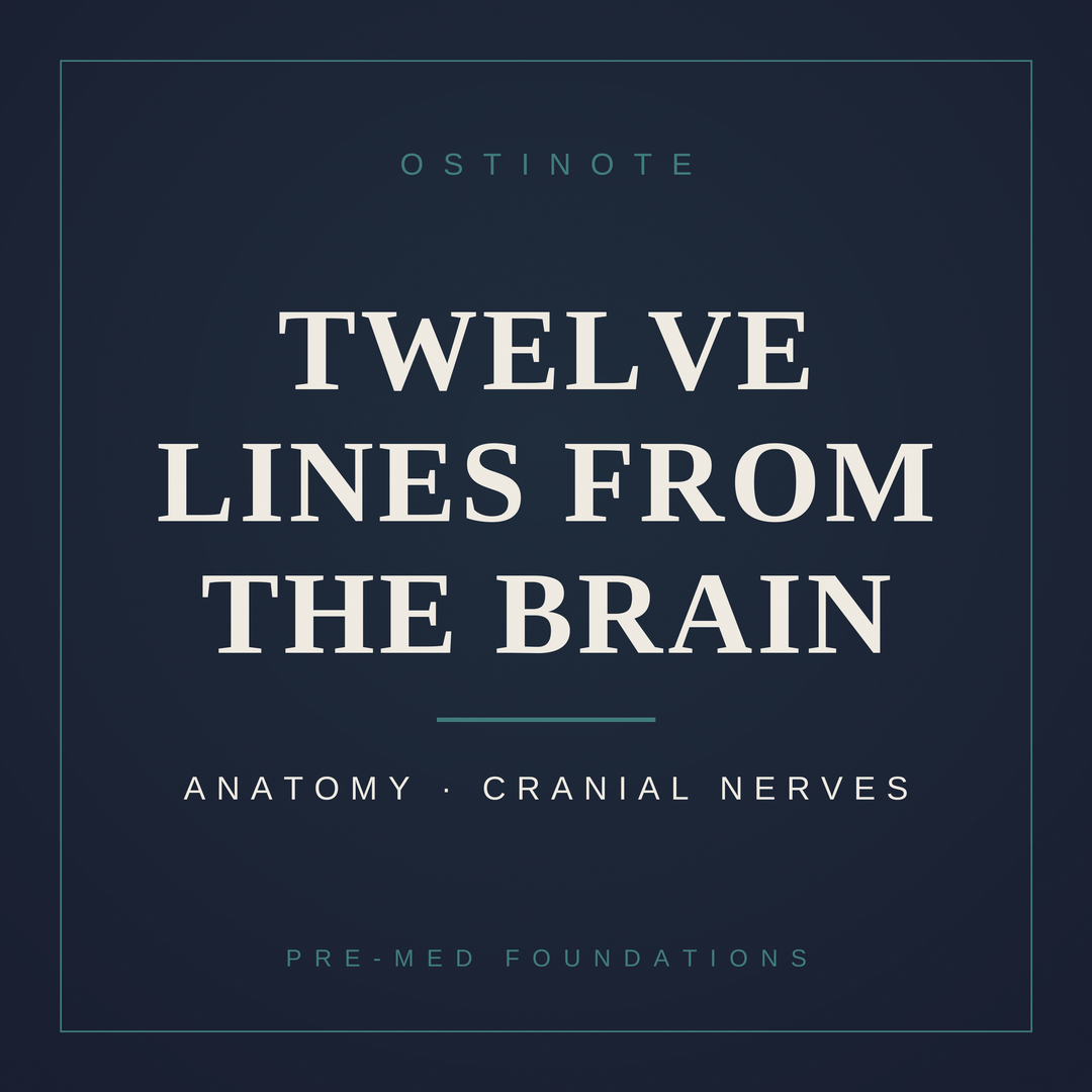 Twelve Lines from the Brain